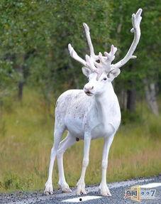 驯鹿现实练习生背景,揭秘驯鹿少年们的成长蜕变之路